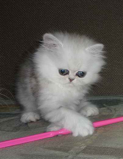 White Valley Baxter, �������� ���������� �����